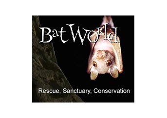 September Partner Spotlight: Bat World Sanctuary